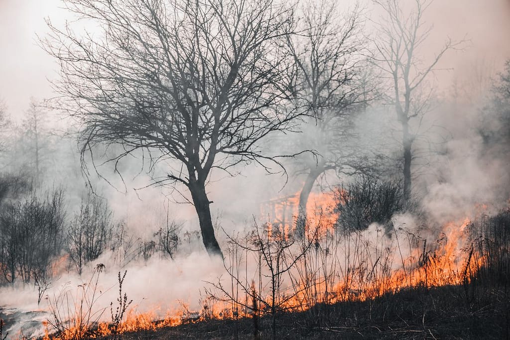 stacey slamka wildfire season